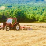 heritage wheat growing